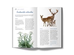 Galeria - zdjęcie nr. 2 - Monachium i Bawaria. Pascal Lajt