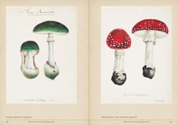 Galeria - zdjęcie nr. 5 - Mushroom Botanical Art wer. angielska