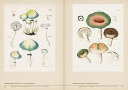Galeria - zdjęcie nr. 4 - Mushroom Botanical Art wer. angielska
