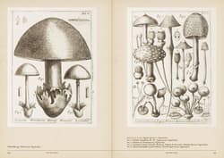 Galeria - zdjęcie nr. 3 - Mushroom Botanical Art wer. angielska