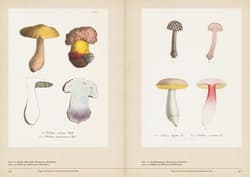 Galeria - zdjęcie nr. 2 - Mushroom Botanical Art wer. angielska