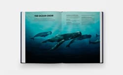 Galeria - zdjęcie nr. 2 - Mysteries of Marine Mammals. An Illustrated Guide to Whales, Dolphins, and Porpoises