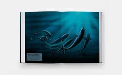 Galeria - zdjęcie nr. 3 - Mysteries of Marine Mammals. An Illustrated Guide to Whales, Dolphins, and Porpoises