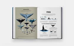 Galeria - zdjęcie nr. 5 - Mysteries of Marine Mammals. An Illustrated Guide to Whales, Dolphins, and Porpoises