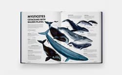 Galeria - zdjęcie nr. 3 - Mysteries of Marine Mammals. An Illustrated Guide to Whales, Dolphins, and Porpoises