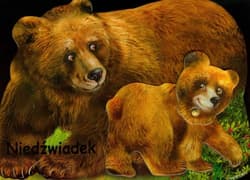 Niedźwiadek - Rafał Wejner