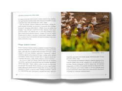 Galeria - zdjęcie nr. 4 - Nowa Zelandia. Tam, gdzie Kiwi tańczy hakę