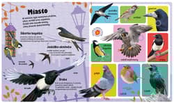 Galeria - zdjęcie nr. 3 - Odgłosy ptaków 60 dźwięków