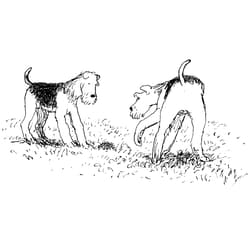 Galeria - zdjęcie nr. 2 - Olle. Pies, który umiał mówić