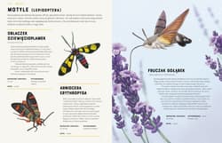 Galeria - zdjęcie nr. 2 - Owady od A do Z