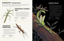 Galeria - zdjęcie nr. 5 - Owady od A do Z