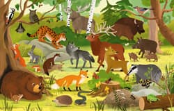 Galeria - zdjęcie nr. 2 - Pakiet Zwierzęta lasu / Puzzle interaktywne. Kakadu