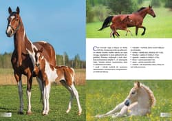 Galeria - zdjęcie nr. 2 - Piękno konia