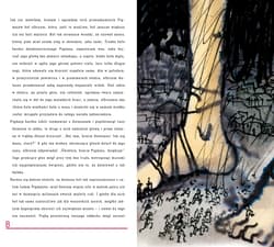 Galeria - zdjęcie nr. 4 - Pigmeje. Opowieści z zaczarowanego lasu. Mity greckie. Tom 11 + CD