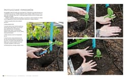 Galeria - zdjęcie nr. 4 - Początkujący ogrodnik Uprawa warzyw