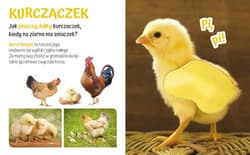 Galeria - zdjęcie nr. 2 - Pogłaszcz zwierzatko Przytulki