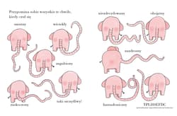 Galeria - zdjęcie nr. 5 - Pomelo wspomina