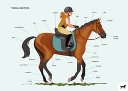 Galeria - zdjęcie nr. 3 - Poradnik dla młodych jeźdźców