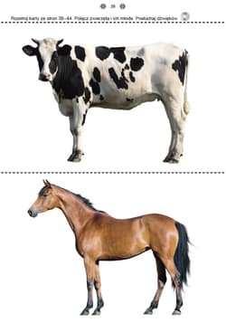 Galeria - zdjęcie nr. 4 - Poznaję i rozumiem świat część 3 Karty pracy dla uczniów z niepełnosprawnością intelektualną dla przedszkoli i zespołów rewalidacyjno-wychowawczych