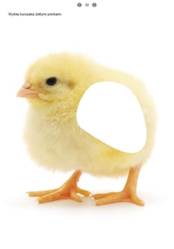 Galeria - zdjęcie nr. 5 - Poznaję i rozumiem świat część 3 Karty pracy dla uczniów z niepełnosprawnością intelektualną dla przedszkoli i zespołów rewalidacyjno-wychowawczych