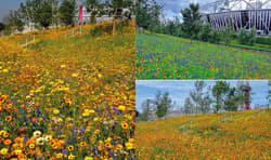 Galeria - zdjęcie nr. 2 - Projektowanie ogrodów naturalistycznych. Podstawowe zasady