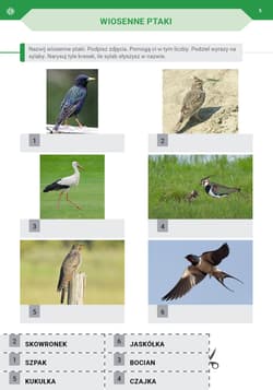 Galeria - zdjęcie nr. 5 - Przyszła Wiosna Idzie Lato Karty pracy dla I etapu nauczania uczniów z niepełnosprawnością intelektualną w stopniu umiarkowanym