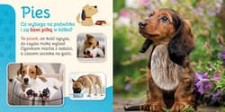 Galeria - zdjęcie nr. 2 - Pupile. Przytul mnie