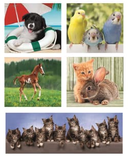 Galeria - zdjęcie nr. 5 - Puzzle 10 w 1 Super Kolor Animal Friends 20283