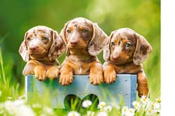 Galeria - zdjęcie nr. 2 - Puzzle 100 Urocze jamniki B-111213