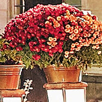 Galeria - zdjęcie nr. 4 - Puzzle 1000 CherryPazzi Market Square in Cracow 30004