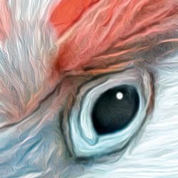 Galeria - zdjęcie nr. 2 - Puzzle 1000 CherryPazzi Tropic Spirits Cockatoo 30462