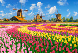 Galeria - zdjęcie nr. 2 - Puzzle 1000 Dutch Windmills Among Tulips CASTOR