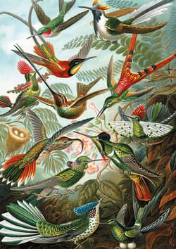 Galeria - zdjęcie nr. 2 - Puzzle 1000 Haeckel Kolibry