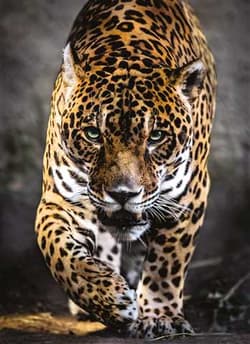 Galeria - zdjęcie nr. 2 - Puzzle 1000 HQ Jaguar 39326