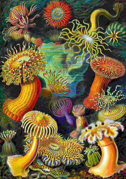 Galeria - zdjęcie nr. 2 - Puzzle 1000 Imagination  Ernst Haeckel Sea Anemones Stworzenia morskie