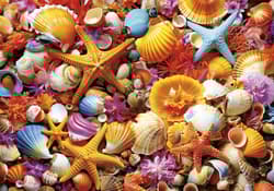 Galeria - zdjęcie nr. 2 - Puzzle 1000 Kolorowe Muszelki 113407