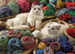 Galeria - zdjęcie nr. 2 - Puzzle 1000 Koty rasy Ragdoll 112233