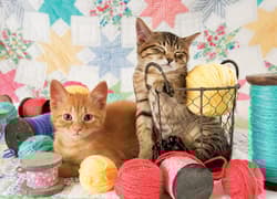 Galeria - zdjęcie nr. 2 - Puzzle 1000 Urocze kociaki 113563