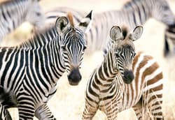 Galeria - zdjęcie nr. 2 - Puzzle 1000 Young Zebras C-105021-2
