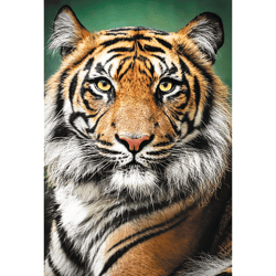 Galeria - zdjęcie nr. 2 - Puzzle 1500 Portret tygrysa 26204