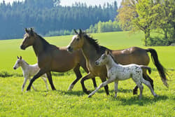 Galeria - zdjęcie nr. 2 - Puzzle 2 x 26 + 2 x 48 W walizce Love Konie 104964