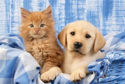 Galeria - zdjęcie nr. 2 - Puzzle 3 x 48 Najsłodsze zwierzątka 112713