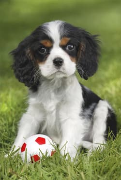 Galeria - zdjęcie nr. 3 - Puzzle 3 x 48 Najsłodsze zwierzątka 112713