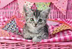 Galeria - zdjęcie nr. 4 - Puzzle 3 x 48 Najsłodsze zwierzątka 112713