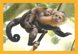 Galeria - zdjęcie nr. 4 - Puzzle 4 w 1 Super Kolor Baby Cuddles 21532