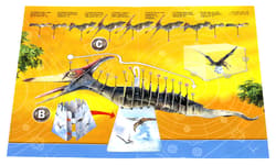Galeria - zdjęcie nr. 3 - Puzzle 43 3D Dinozaury Pteranodon 112355