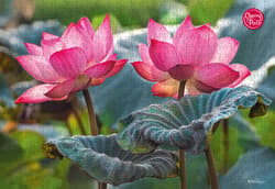 Galeria - zdjęcie nr. 5 - Puzzle 500 CherryPazzi Pink Lotus Flowers 20012