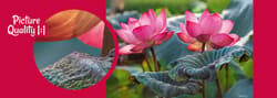 Galeria - zdjęcie nr. 2 - Puzzle 500 CherryPazzi Pink Lotus Flowers 20012