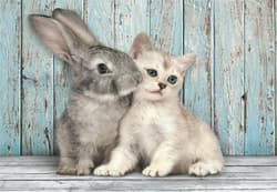 Galeria - zdjęcie nr. 2 - Puzzle 500 Compact Cat & Bunny 35539
