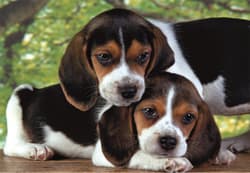 Galeria - zdjęcie nr. 2 - Puzzle 500 Compact Close Together 35536